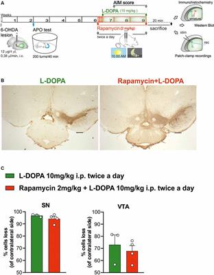 Rapamycin, by Inhibiting mTORC1 Signaling, Prevents the Loss of Striatal Bidirectional Synaptic Plasticity in a Rat Model of L-DOPA-Induced Dyskinesia